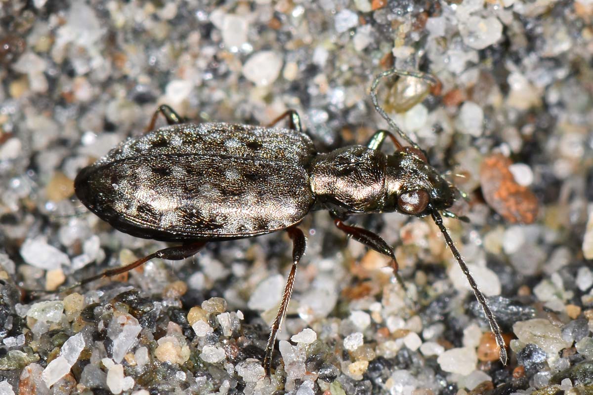 Avigliana, Lungo Dora: Carabidae lungo il fiume.